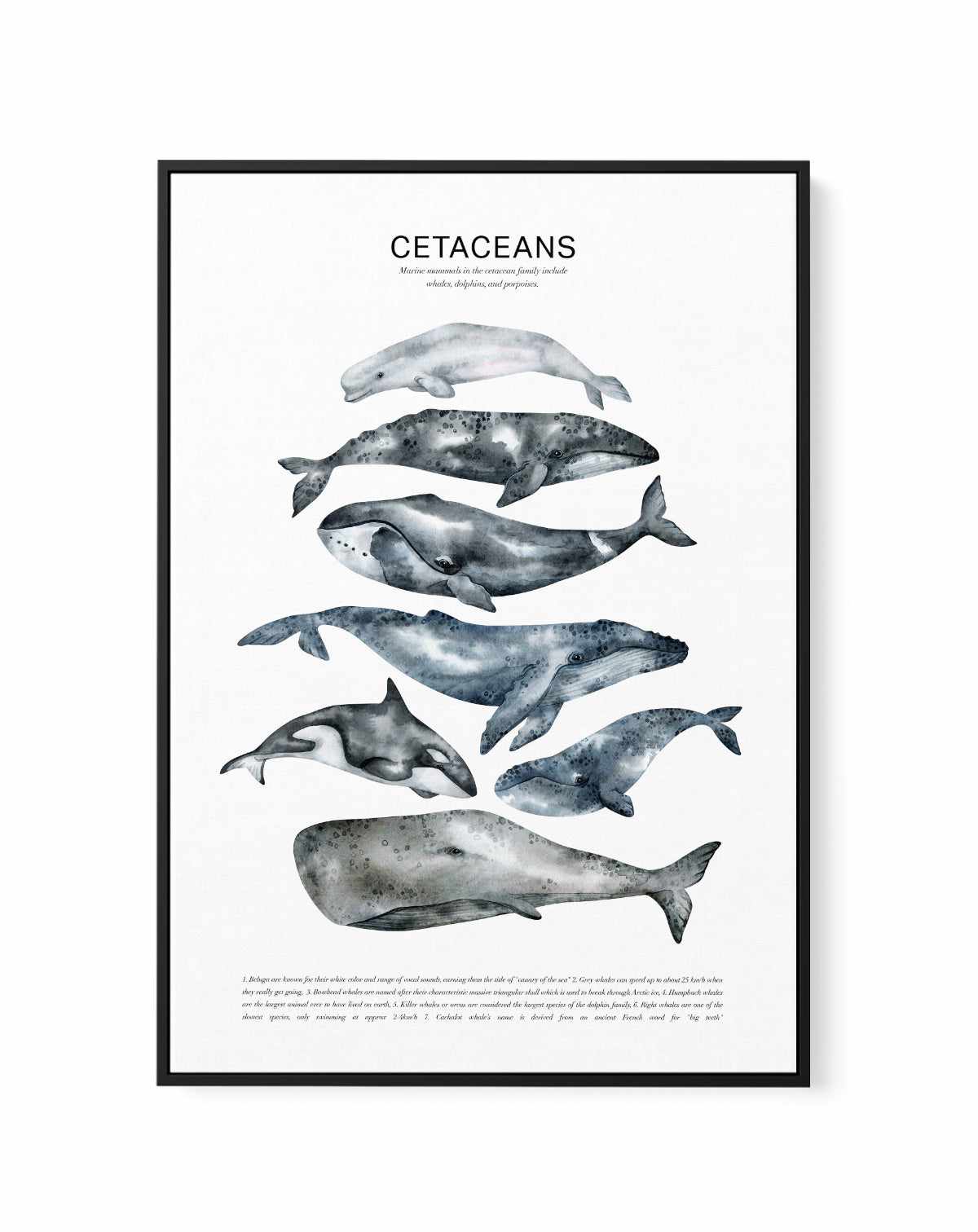 Cetaceans Chart | Framed Canvas Art Print