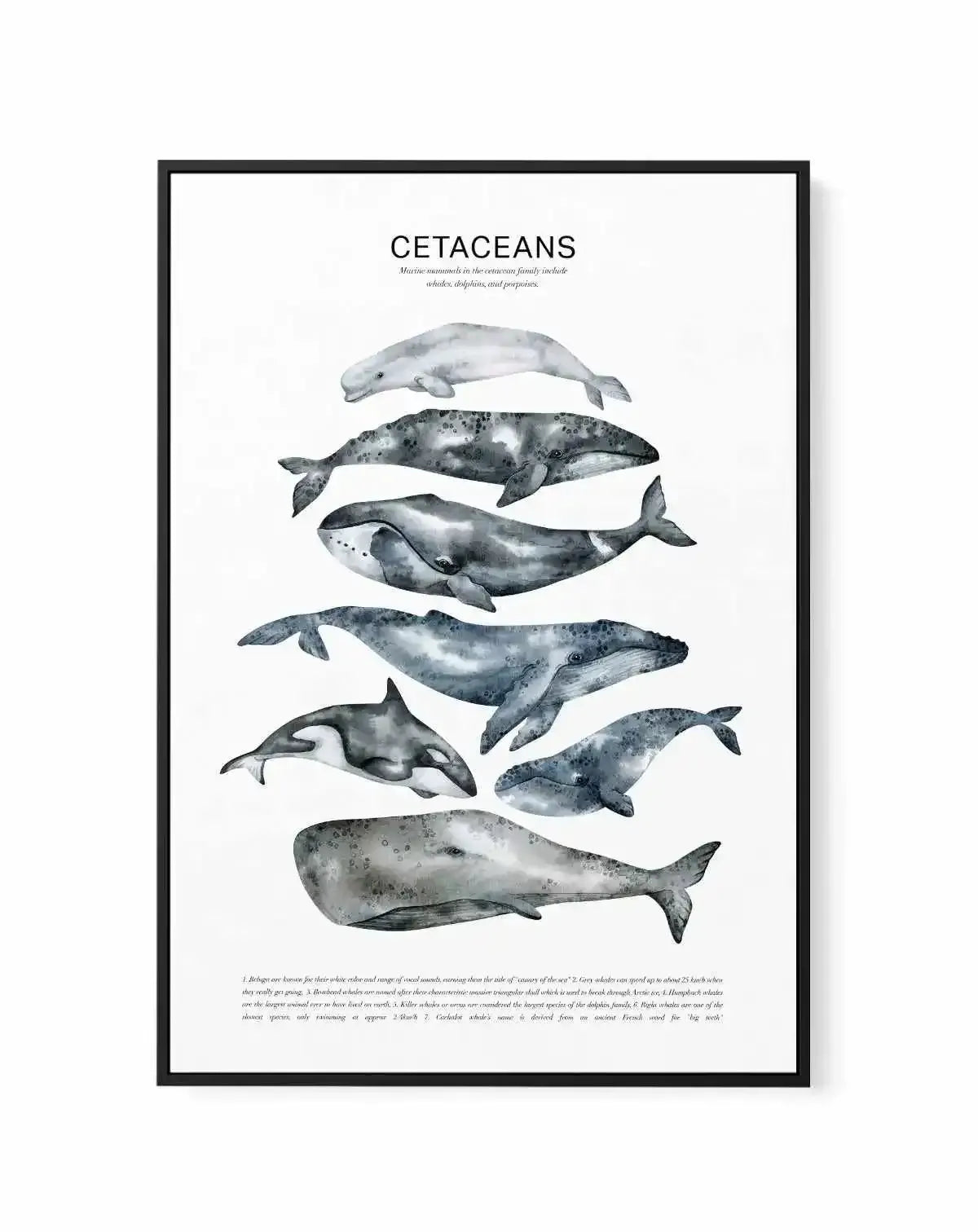 Cetaceans Chart | Framed Canvas Art Print from Olive et Oriel where you can shop wallpaper and artworks online
