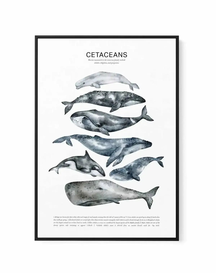 Cetaceans Chart | Framed Canvas Art Print from Olive et Oriel where you can shop wallpaper and artworks online