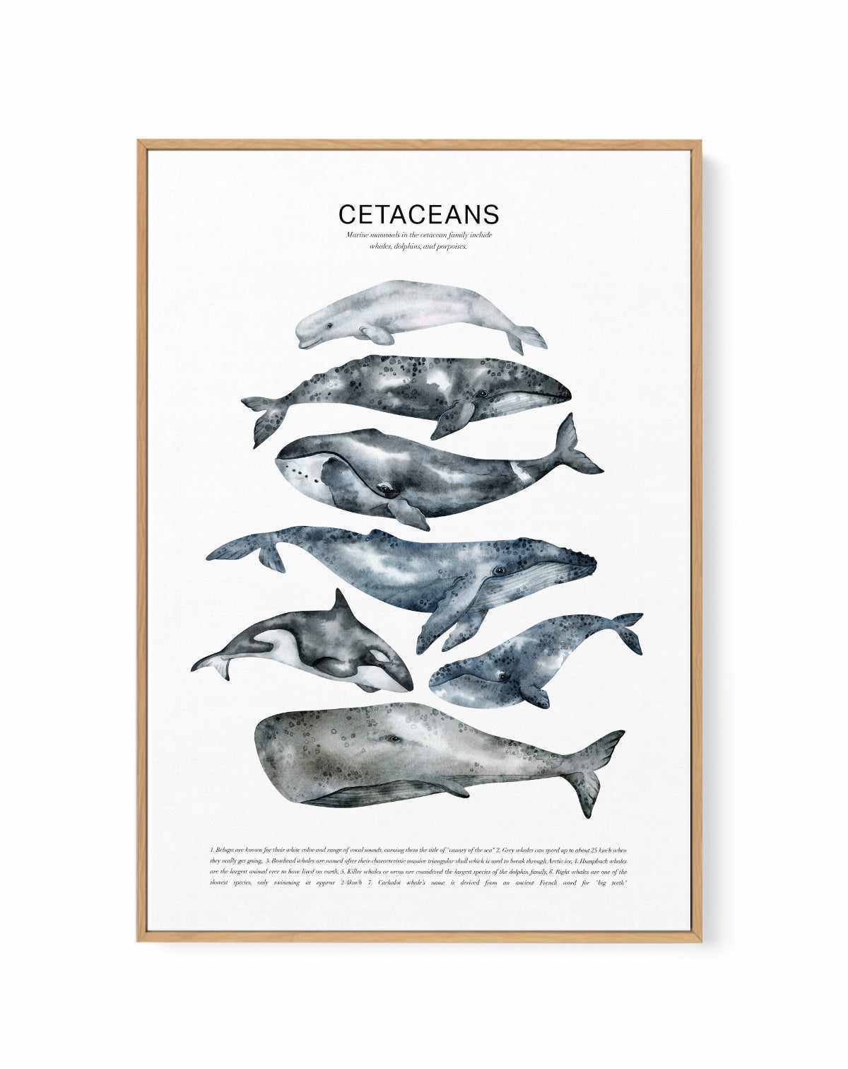 Cetaceans Chart | Framed Canvas Art Print