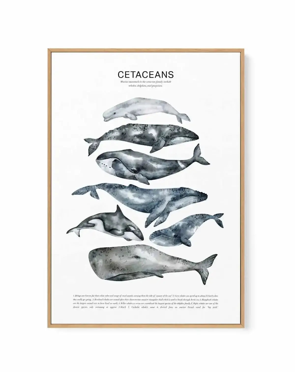 Cetaceans Chart | Framed Canvas Art Print from Olive et Oriel where you can shop wallpaper and artworks online