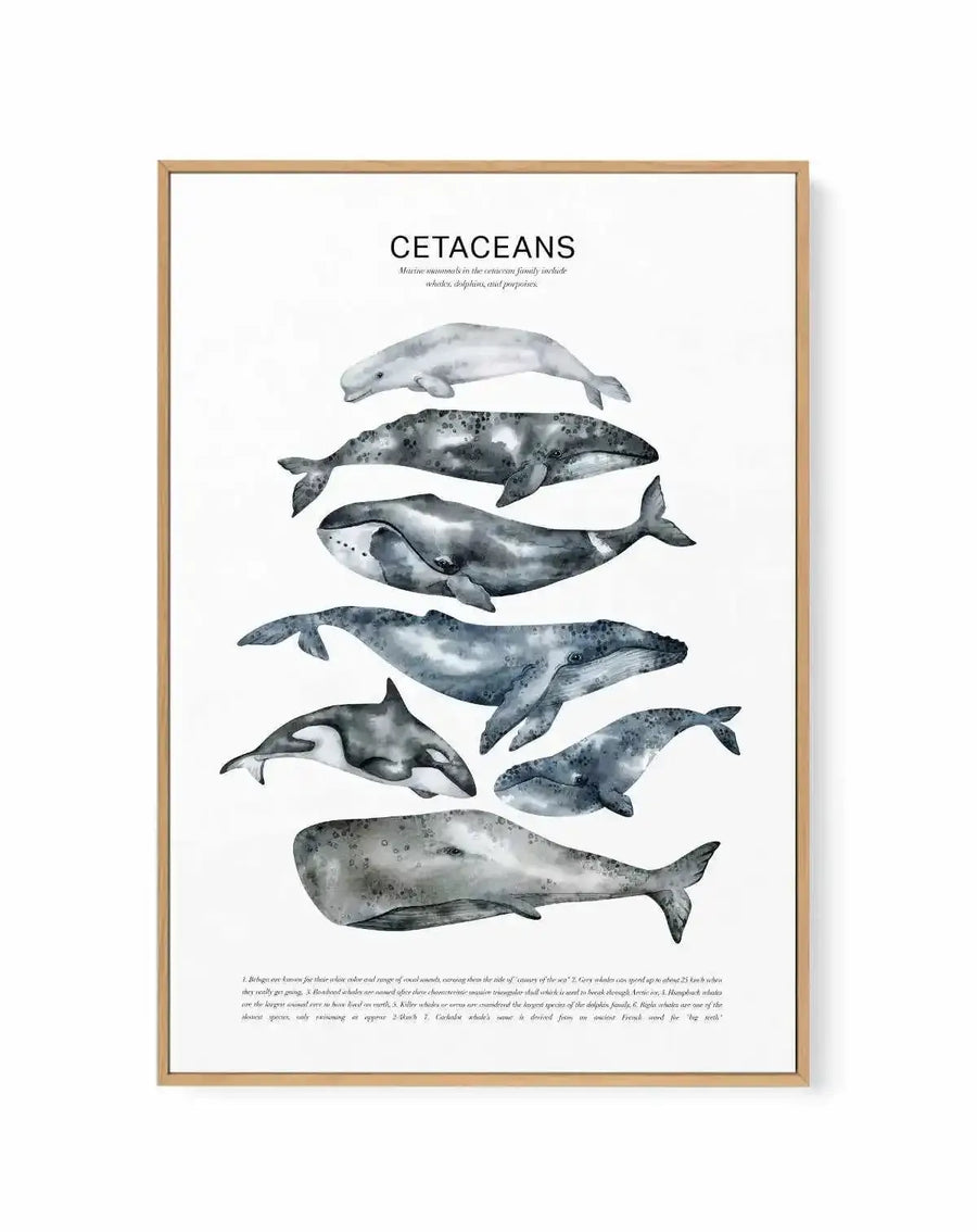 Cetaceans Chart | Framed Canvas Art Print from Olive et Oriel where you can shop wallpaper and artworks online
