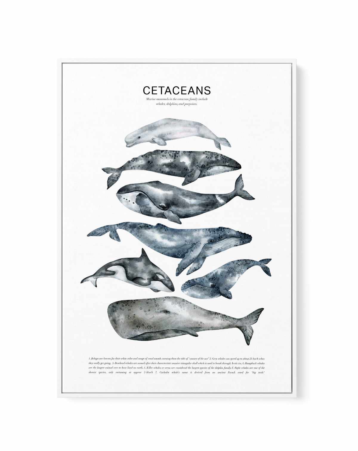 Cetaceans Chart | Framed Canvas Art Print