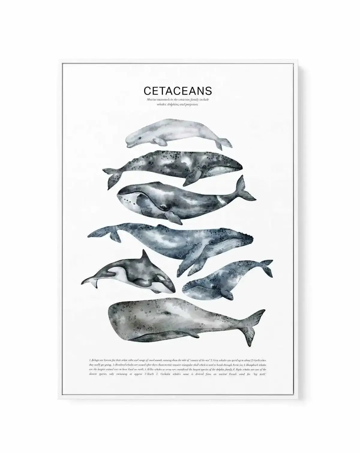 Cetaceans Chart | Framed Canvas Art Print from Olive et Oriel where you can shop wallpaper and artworks online