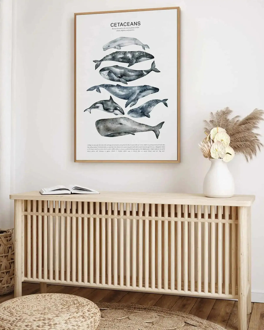 Cetaceans Chart | Framed Canvas Art Print from Olive et Oriel where you can shop wallpaper and artworks online