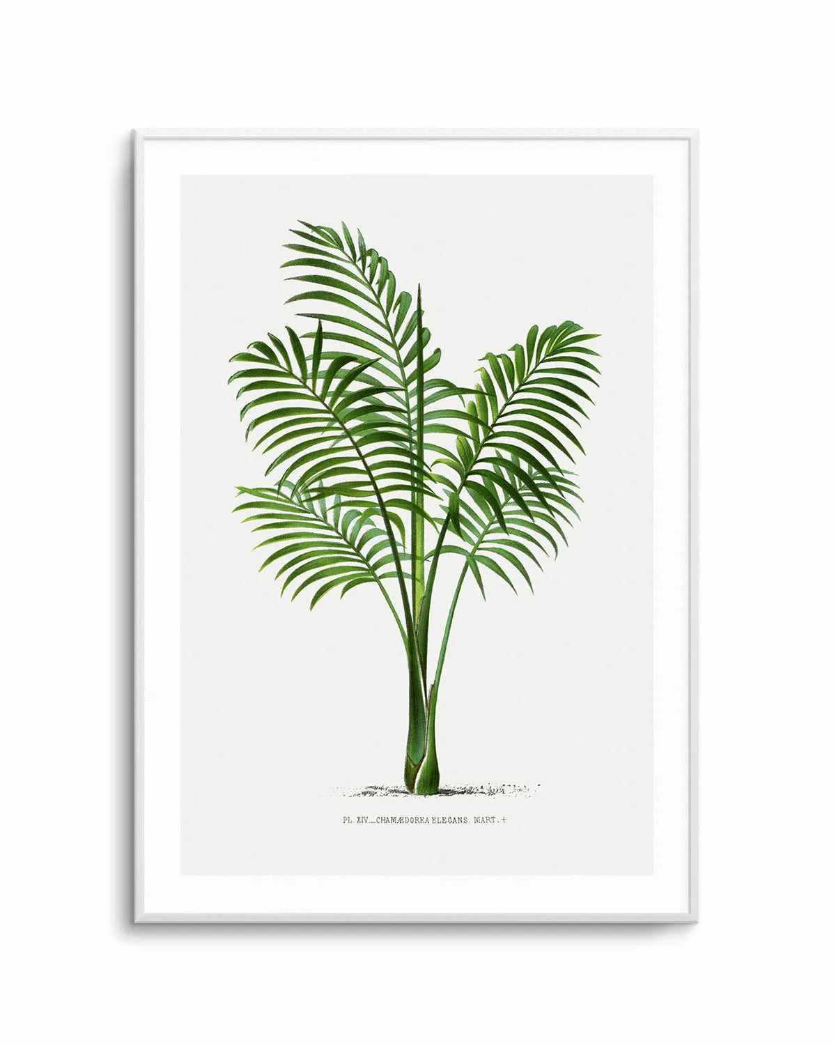 Chamaedorea Elegans Vintage Palm Poster Art Print from Olive et Oriel where you can shop wallpaper and artworks online