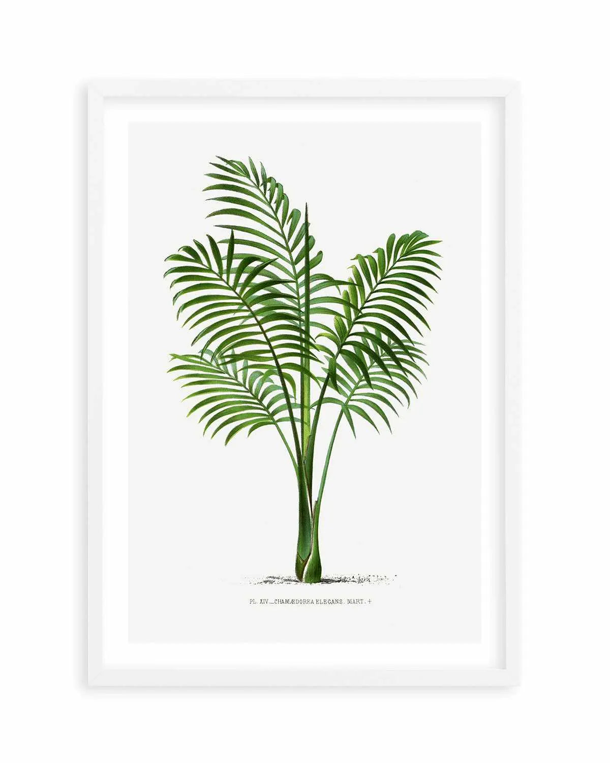 Chamaedorea Elegans Vintage Palm Poster Art Print from Olive et Oriel where you can shop wallpaper and artworks online