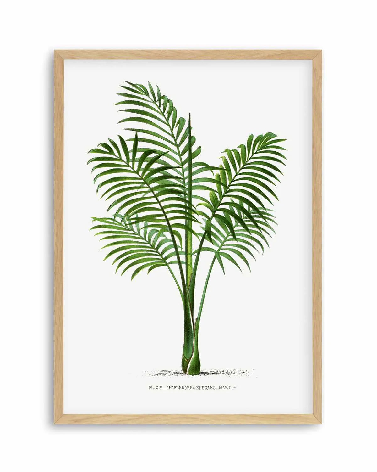 Chamaedorea Elegans Vintage Palm Poster Art Print from Olive et Oriel where you can shop wallpaper and artworks online