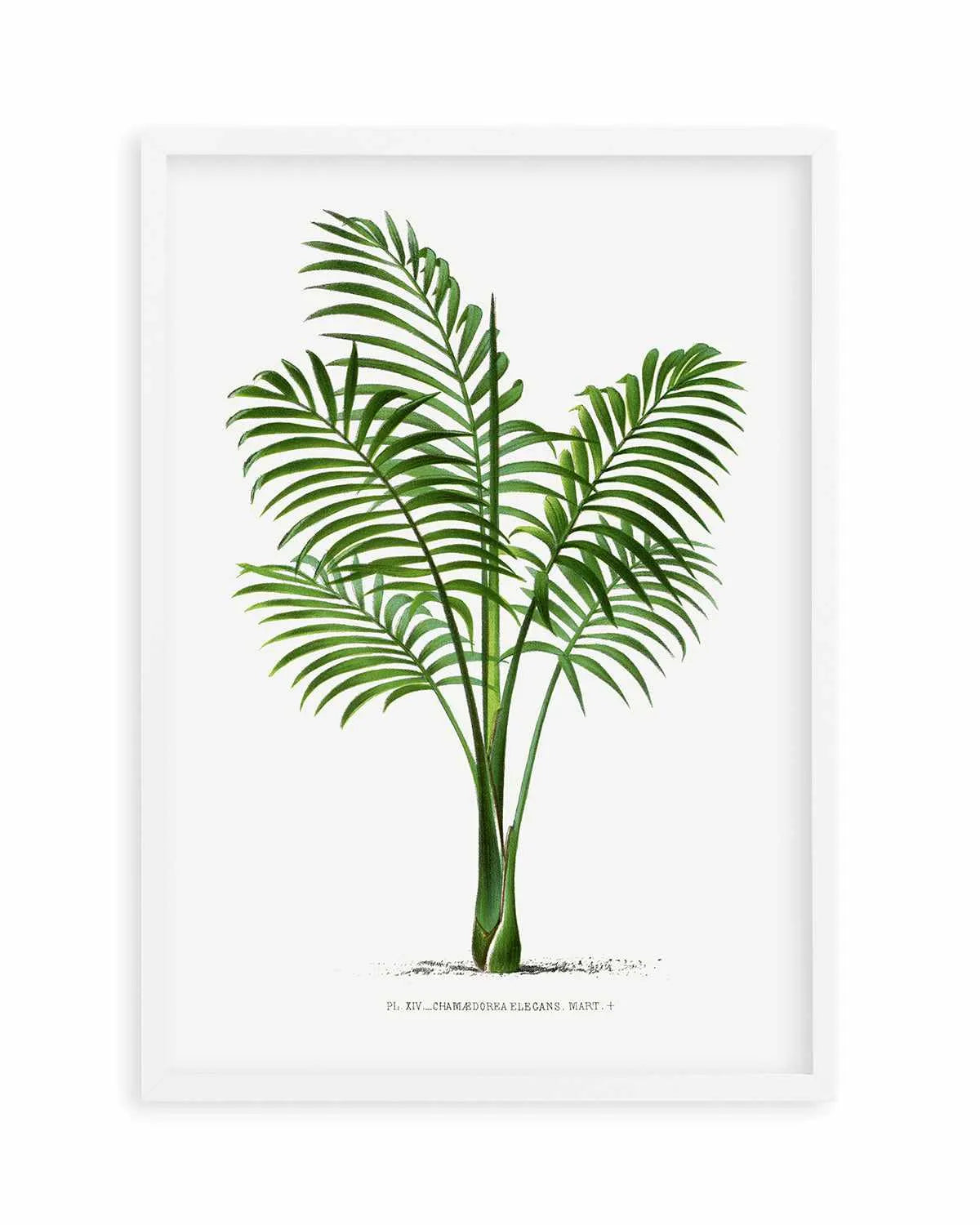 Chamaedorea Elegans Vintage Palm Poster Art Print from Olive et Oriel where you can shop wallpaper and artworks online
