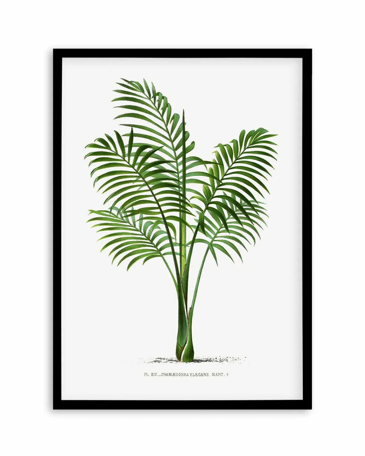 Chamaedorea Elegans Vintage Palm Poster Art Print from Olive et Oriel where you can shop wallpaper and artworks online