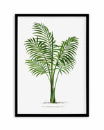 Chamaedorea Elegans Vintage Palm Poster Art Print