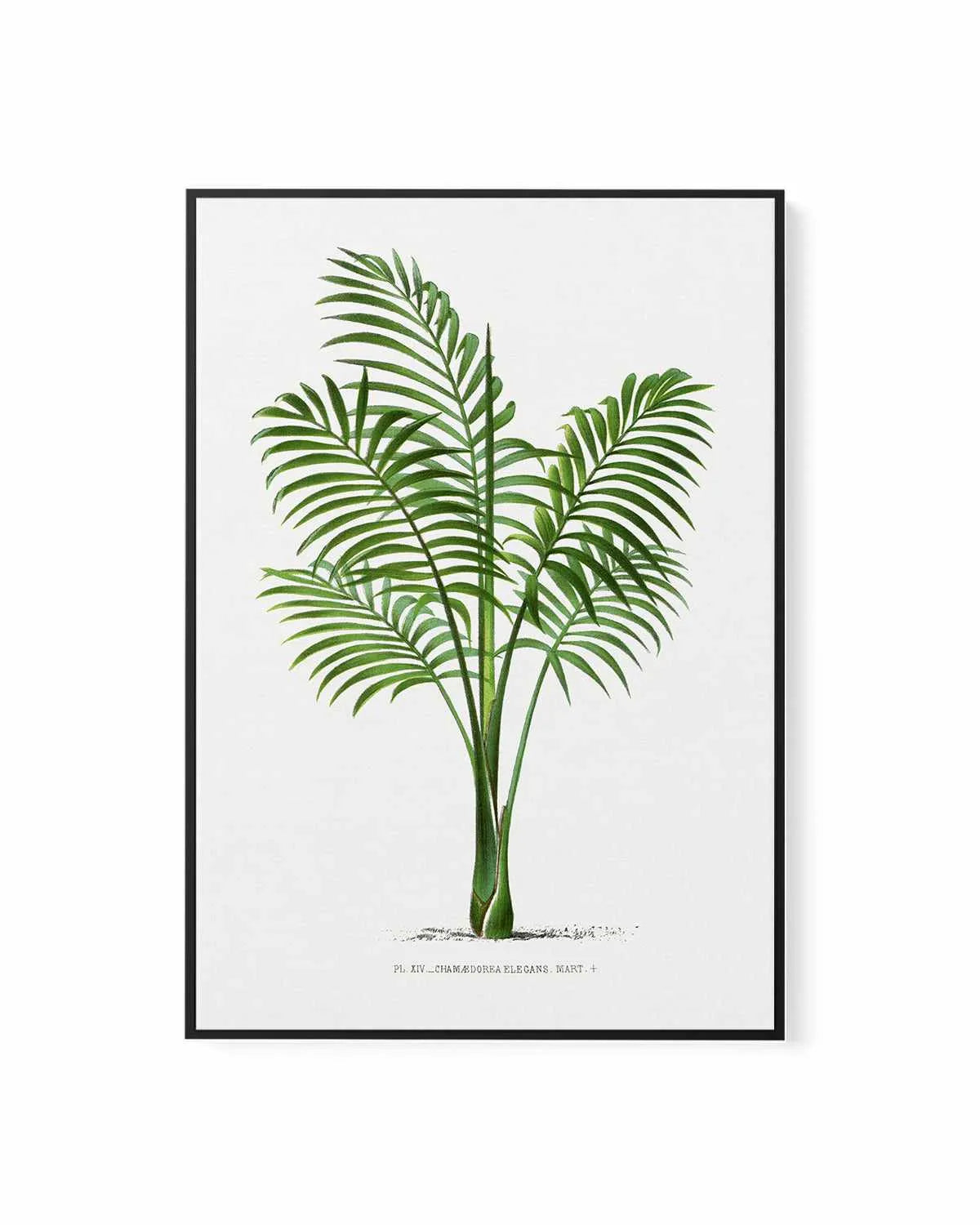 Chamaedorea Elegans Vintage Palm Poster | Framed Canvas Art Print from Olive et Oriel where you can shop wallpaper and artworks online