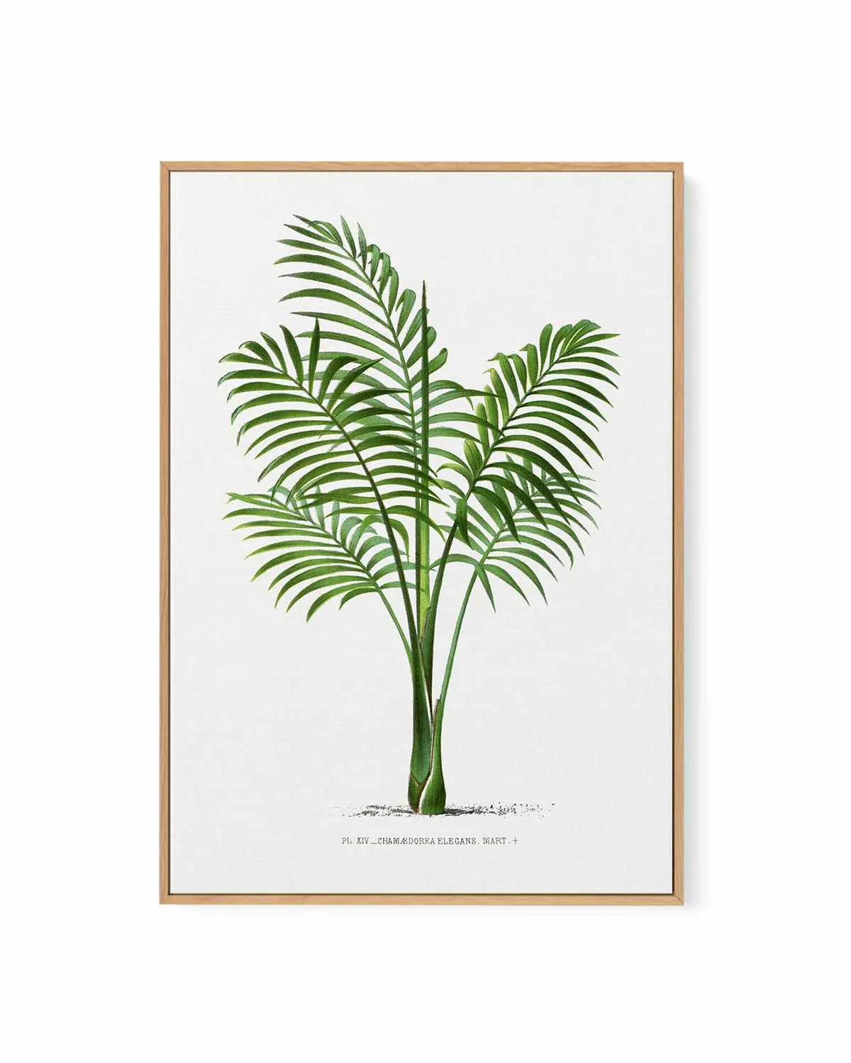 Chamaedorea Elegans Vintage Palm Poster | Framed Canvas Art Print from Olive et Oriel where you can shop wallpaper and artworks online
