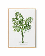 Chamaedorea Elegans Vintage Palm Poster | Framed Canvas Art Print
