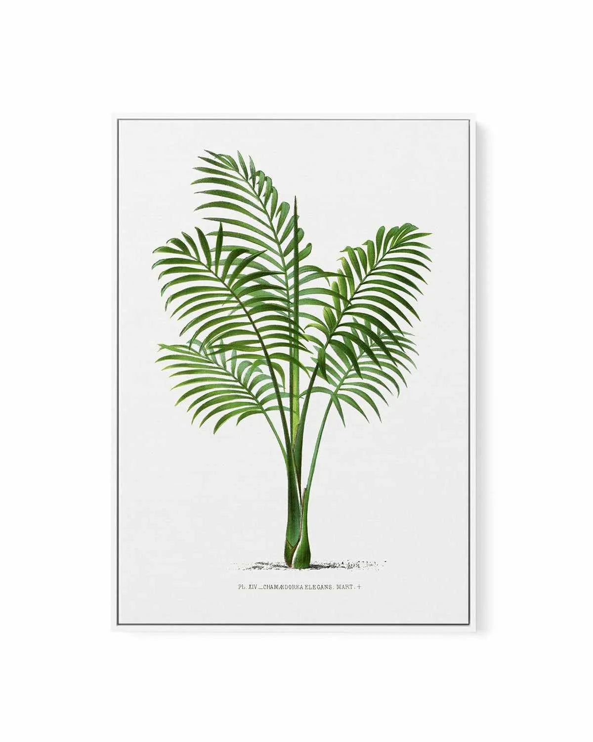 Chamaedorea Elegans Vintage Palm Poster | Framed Canvas Art Print from Olive et Oriel where you can shop wallpaper and artworks online