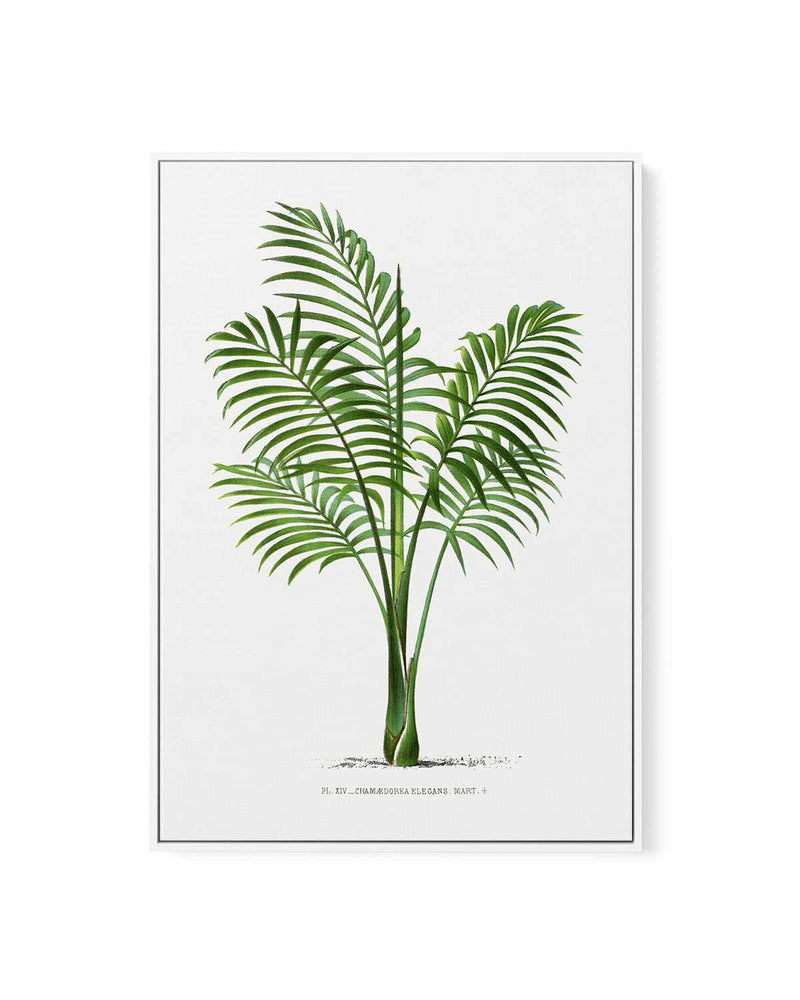 Chamaedorea Elegans Vintage Palm Poster | Framed Canvas Art Print