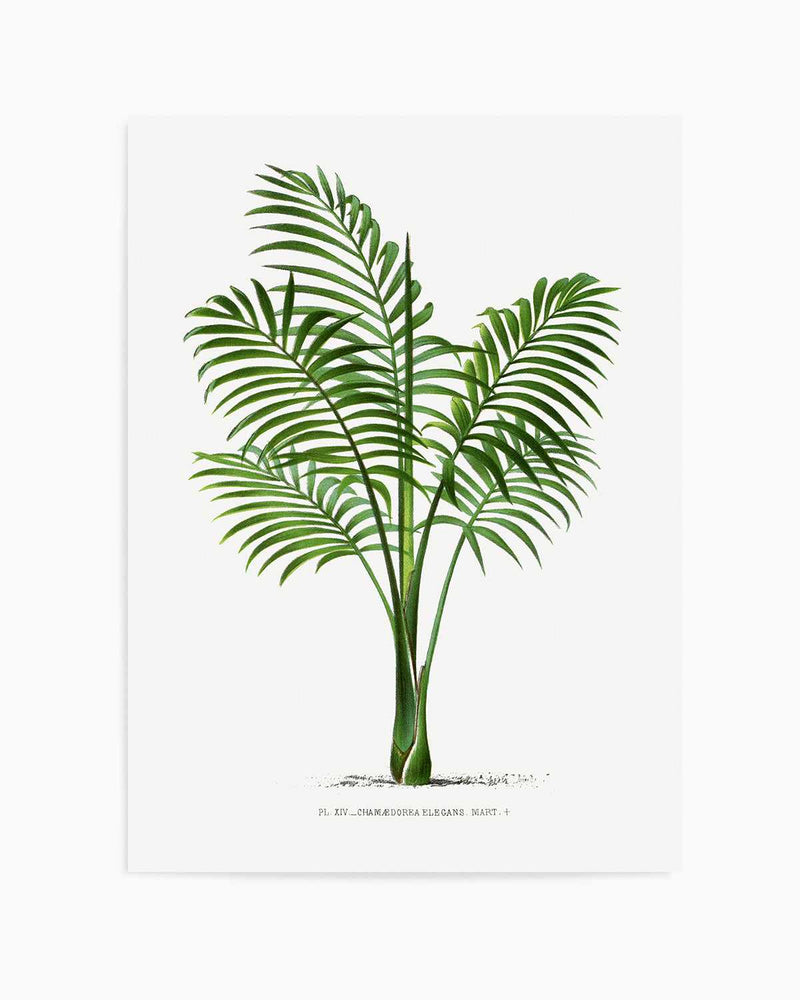 Chamaedorea Elegans Vintage Palm Poster Art Print