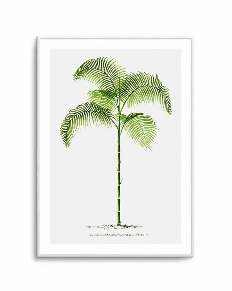 Chamaedorea Graminifolia Vintage Palm Poster Art Print from Olive et Oriel where you can shop wallpaper and artworks online