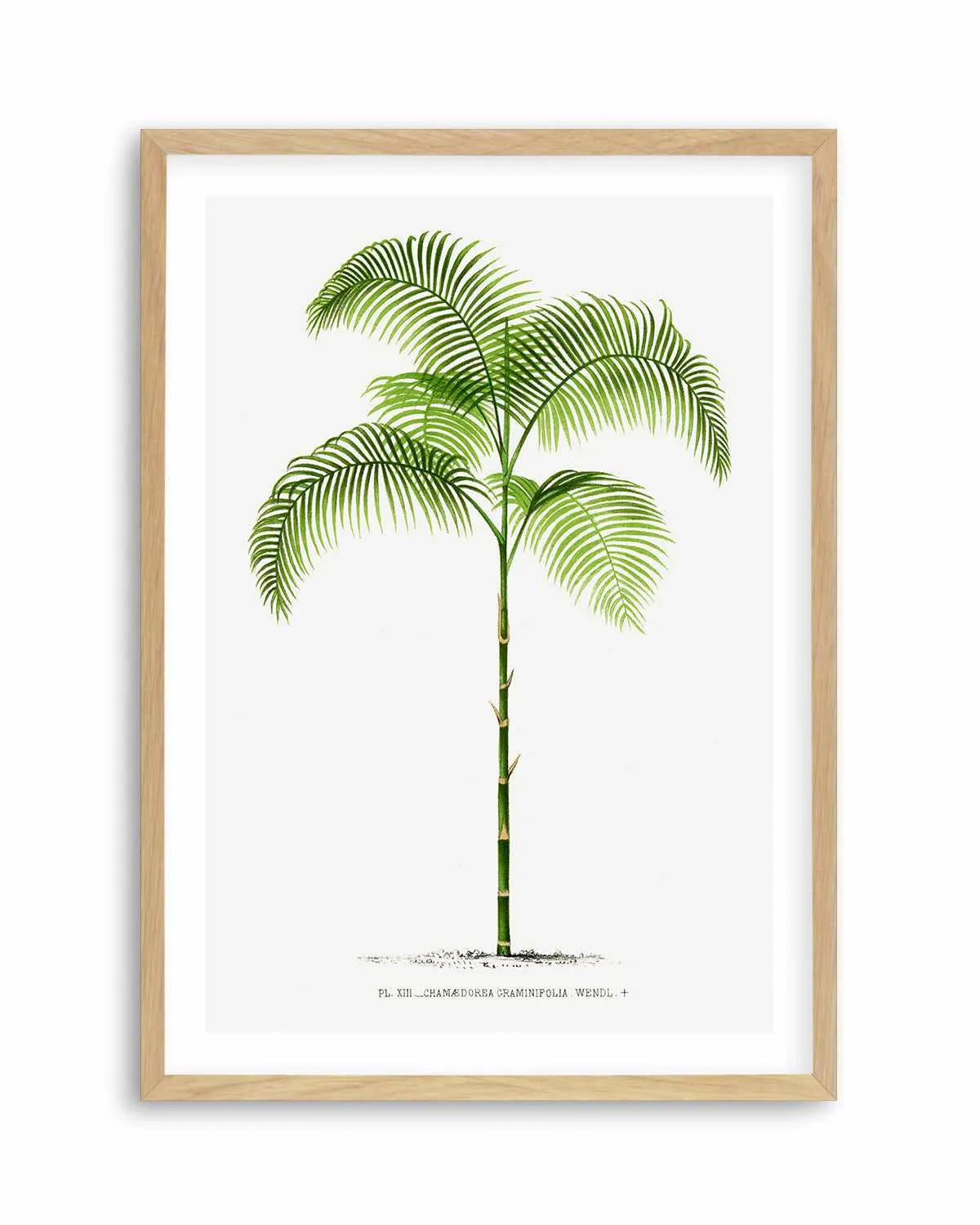 Chamaedorea Graminifolia Vintage Palm Poster Art Print from Olive et Oriel where you can shop wallpaper and artworks online