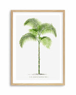 Chamaedorea Graminifolia Vintage Palm Poster Art Print