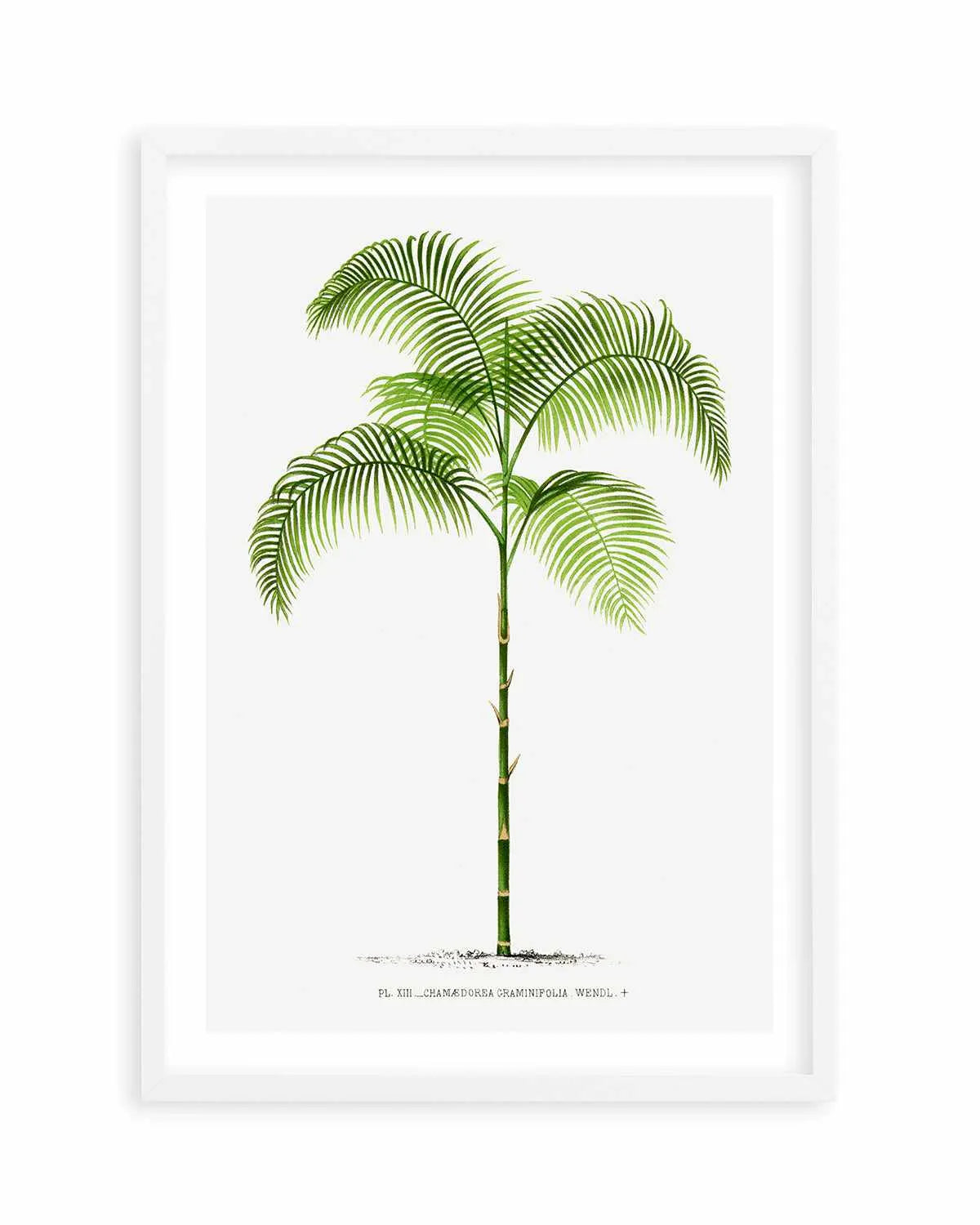 Chamaedorea Graminifolia Vintage Palm Poster Art Print from Olive et Oriel where you can shop wallpaper and artworks online