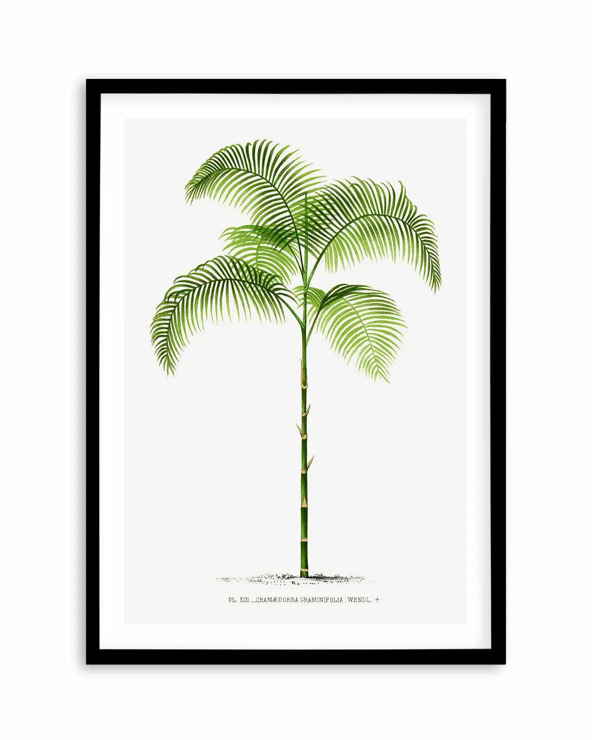 Chamaedorea Graminifolia Vintage Palm Poster Art Print from Olive et Oriel where you can shop wallpaper and artworks online