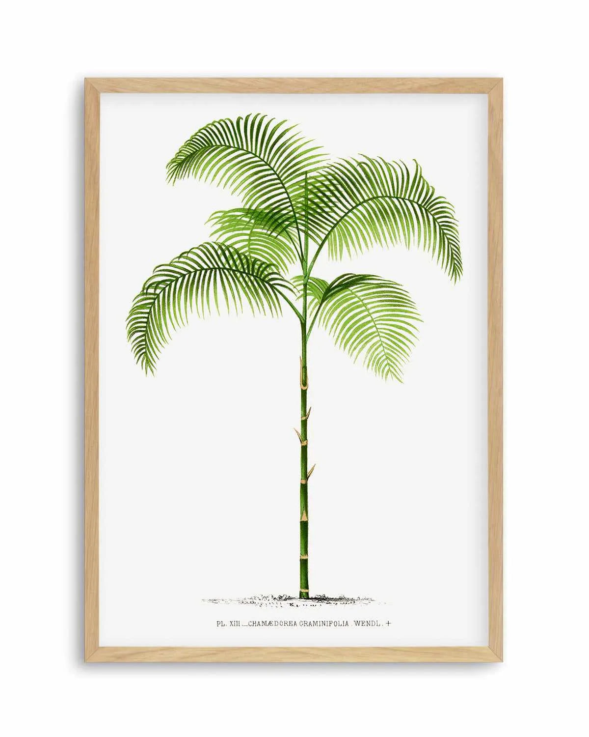 Chamaedorea Graminifolia Vintage Palm Poster Art Print from Olive et Oriel where you can shop wallpaper and artworks online