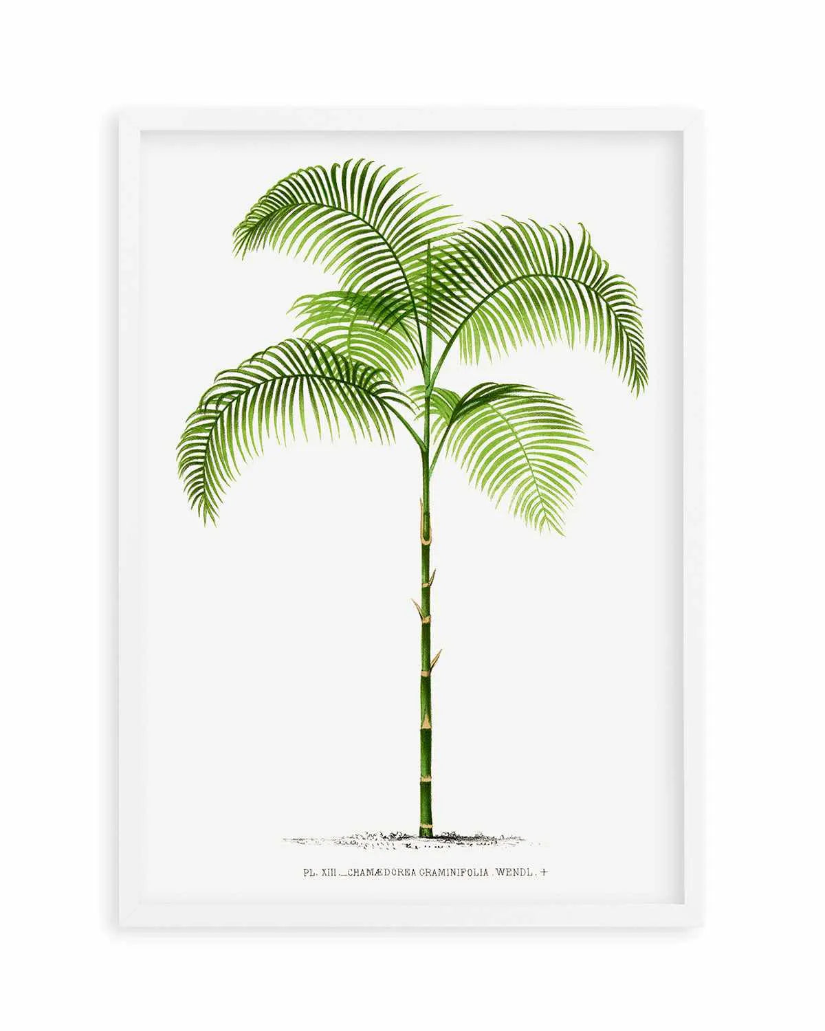 Chamaedorea Graminifolia Vintage Palm Poster Art Print from Olive et Oriel where you can shop wallpaper and artworks online