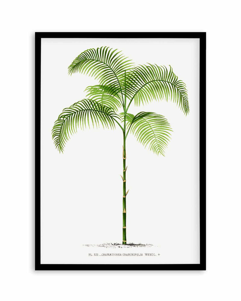Chamaedorea Graminifolia Vintage Palm Poster Art Print