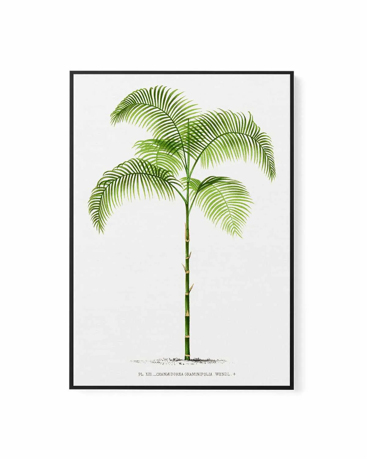 Chamaedorea Graminifolia Vintage Palm Poster | Framed Canvas Art Print from Olive et Oriel where you can shop wallpaper and artworks online