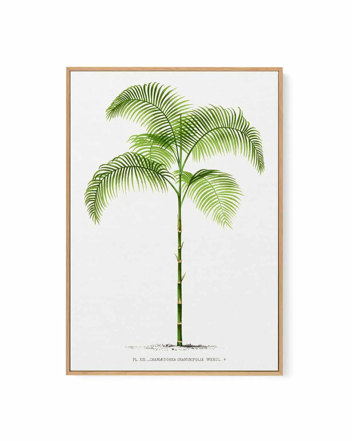 Chamaedorea Graminifolia Vintage Palm Poster | Framed Canvas Art Print from Olive et Oriel where you can shop wallpaper and artworks online