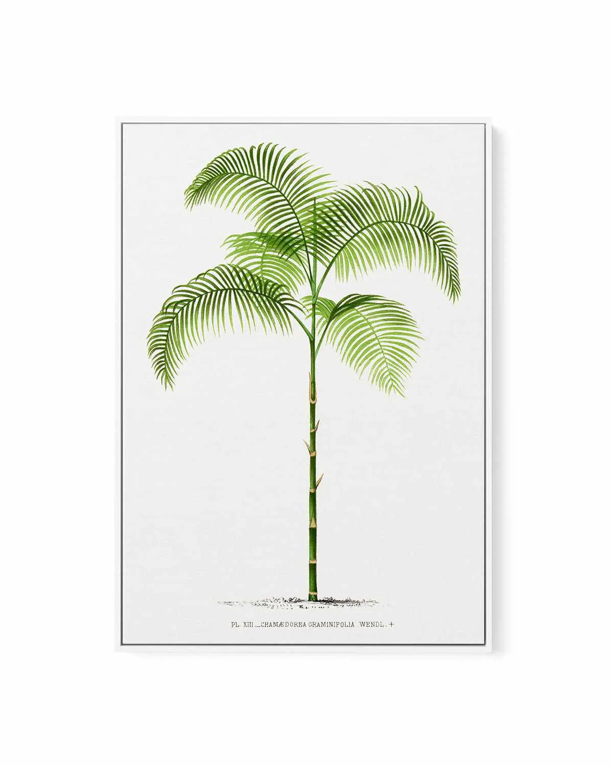 Chamaedorea Graminifolia Vintage Palm Poster | Framed Canvas Art Print from Olive et Oriel where you can shop wallpaper and artworks online