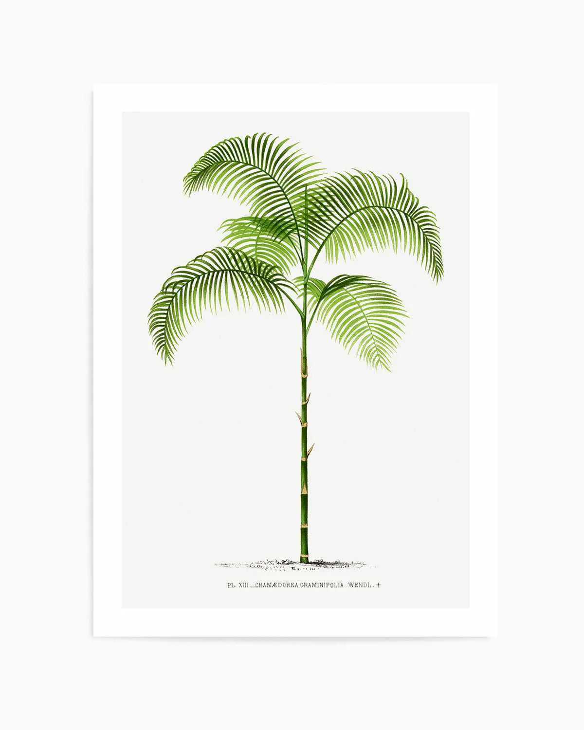 Chamaedorea Graminifolia Vintage Palm Poster Art Print from Olive et Oriel where you can shop wallpaper and artworks online