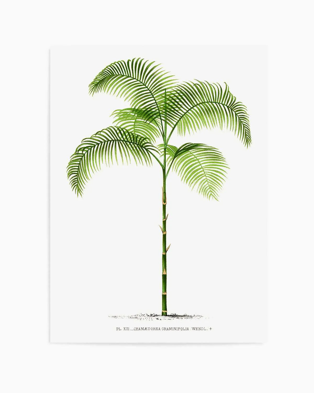 Chamaedorea Graminifolia Vintage Palm Poster Art Print from Olive et Oriel where you can shop wallpaper and artworks online