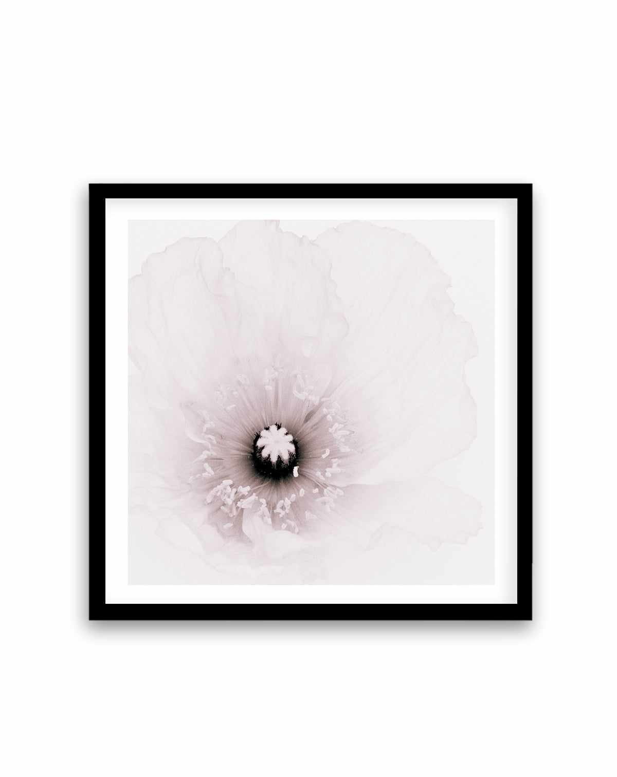 Classic Poppy | Art Print