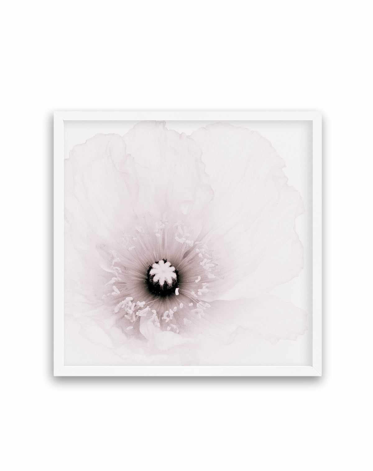 Classic Poppy | Art Print