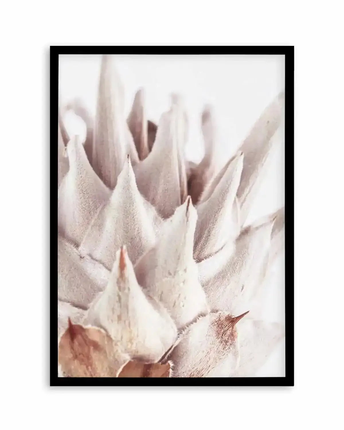 Closer Please | King Protea Art Print from Olive et Oriel where you can shop wallpaper and artworks online