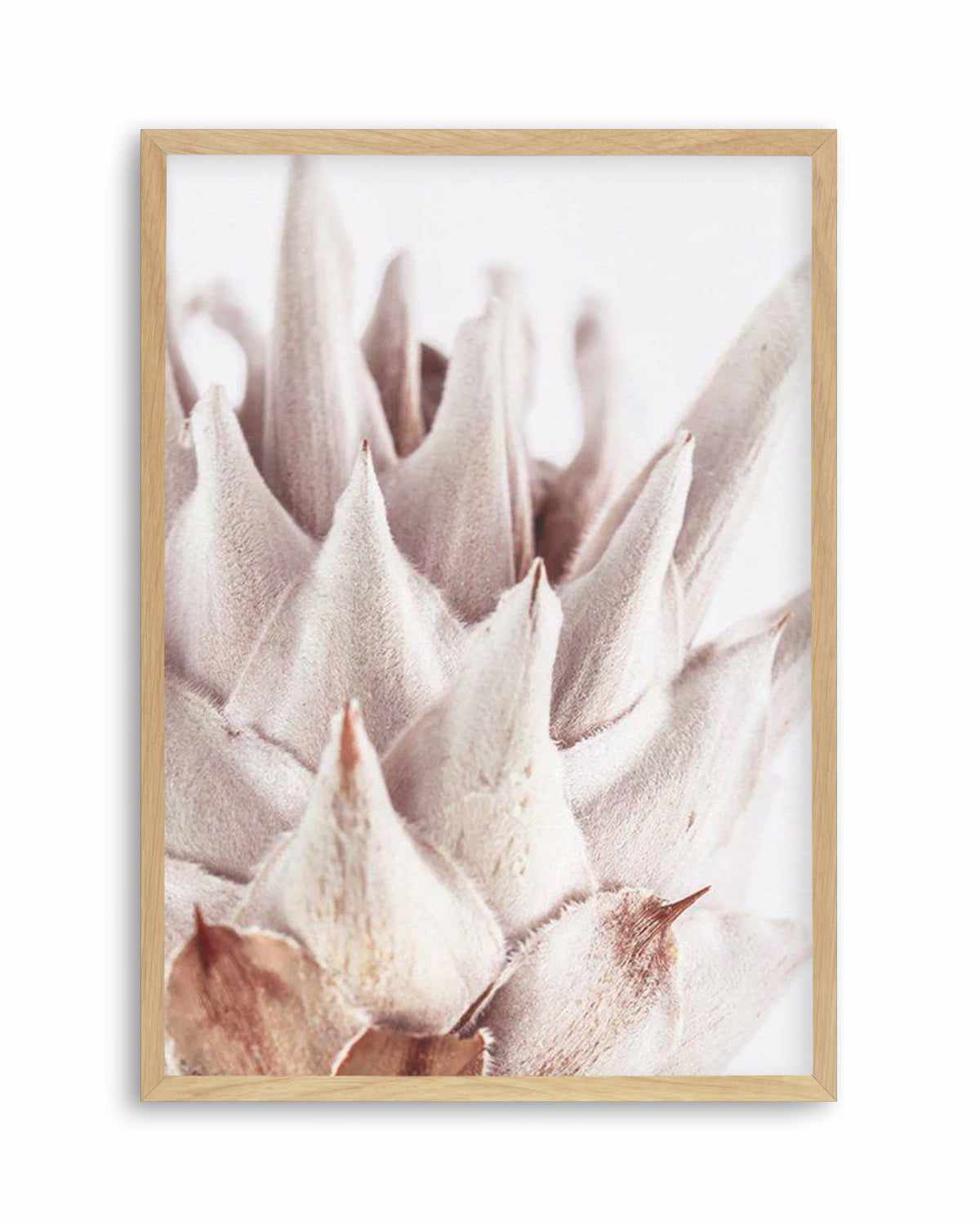 Closer Please | King Protea Art Print