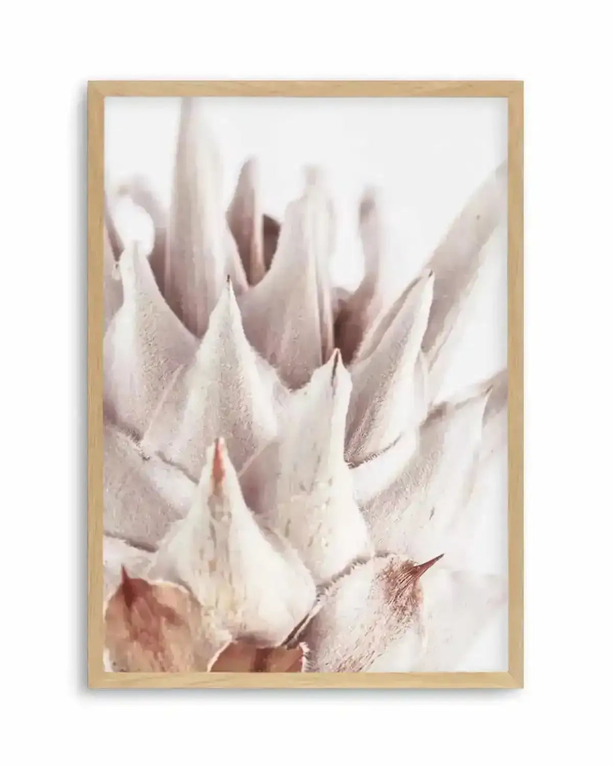 Closer Please  King Protea Art Print art print, framed