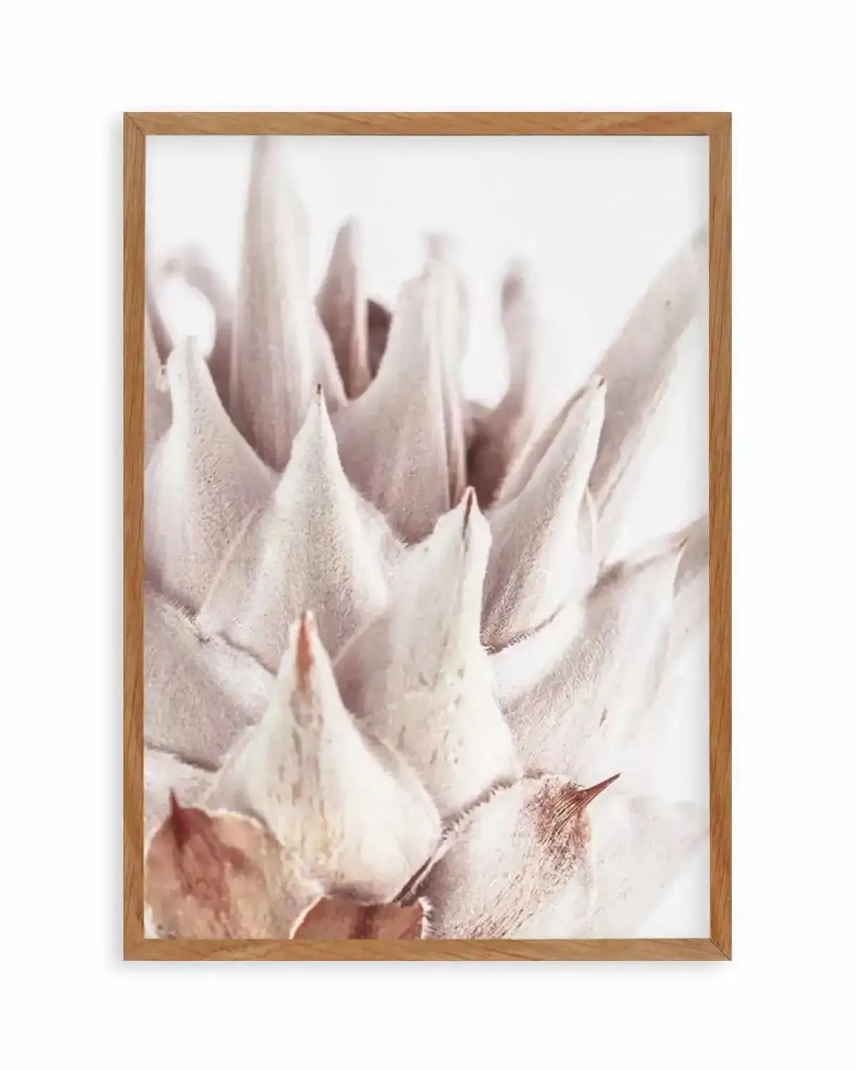 Closer Please | King Protea Art Print from Olive et Oriel where you can shop wallpaper and artworks online