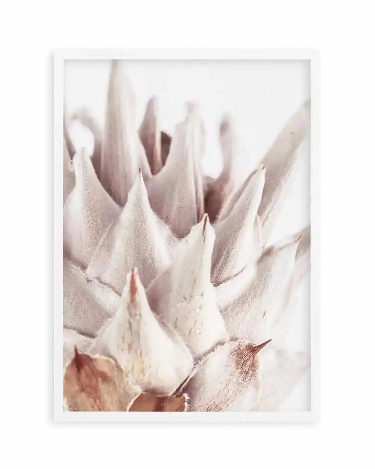 Closer Please | King Protea Art Print from Olive et Oriel where you can shop wallpaper and artworks online