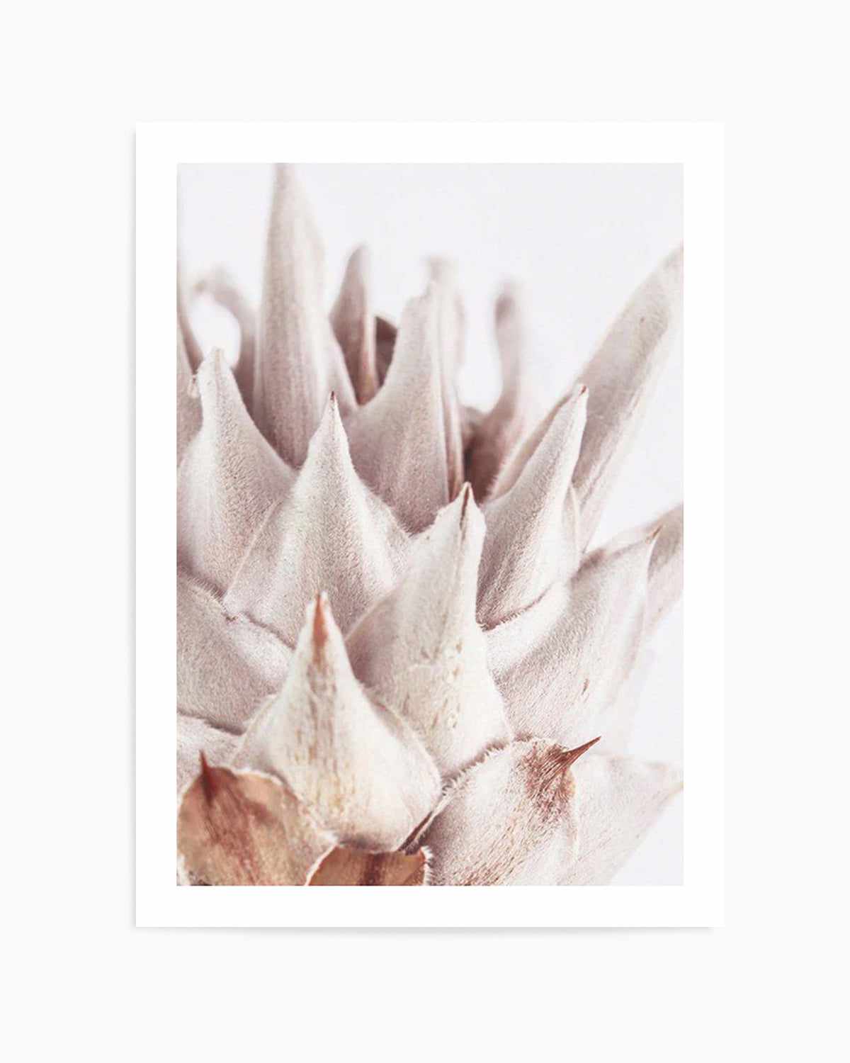 Closer Please | King Protea Art Print