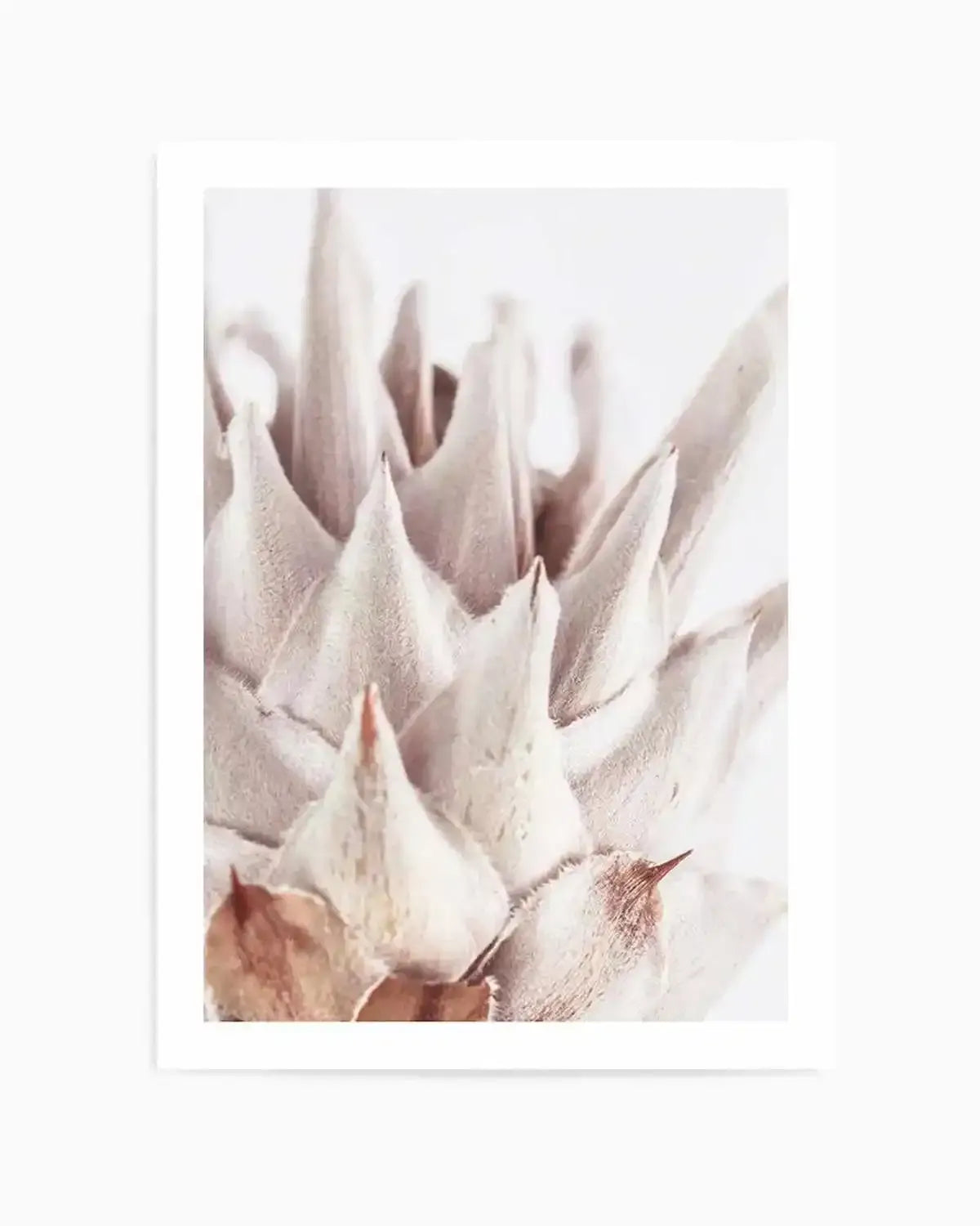 Closer Please | King Protea Art Print from Olive et Oriel where you can shop wallpaper and artworks online