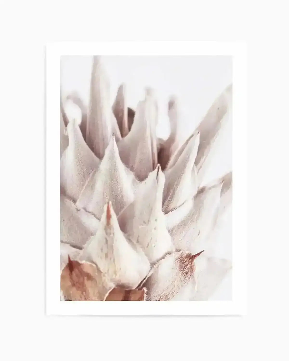 Closer Please  King Protea Art Print art print, framed