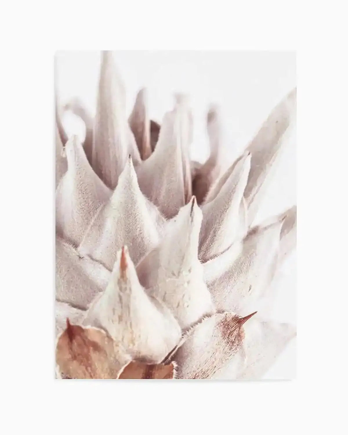 Closer Please | King Protea Art Print from Olive et Oriel where you can shop wallpaper and artworks online