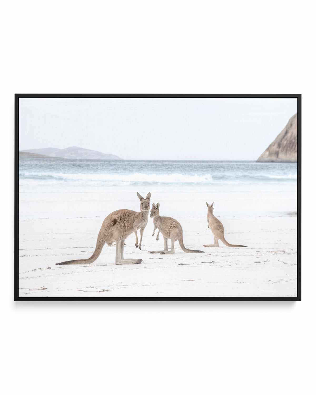 Coastal Beach Kangaroo II | Framed Canvas Art Print