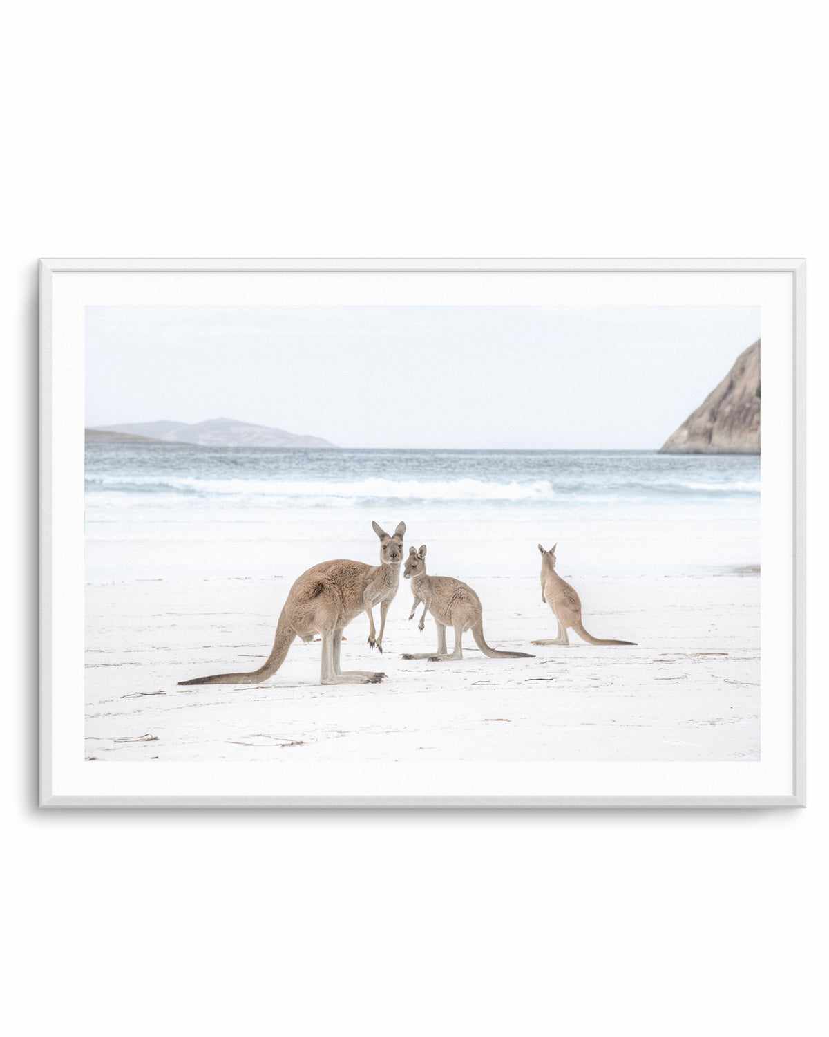 Coastal Beach Kangaroo II Art Print