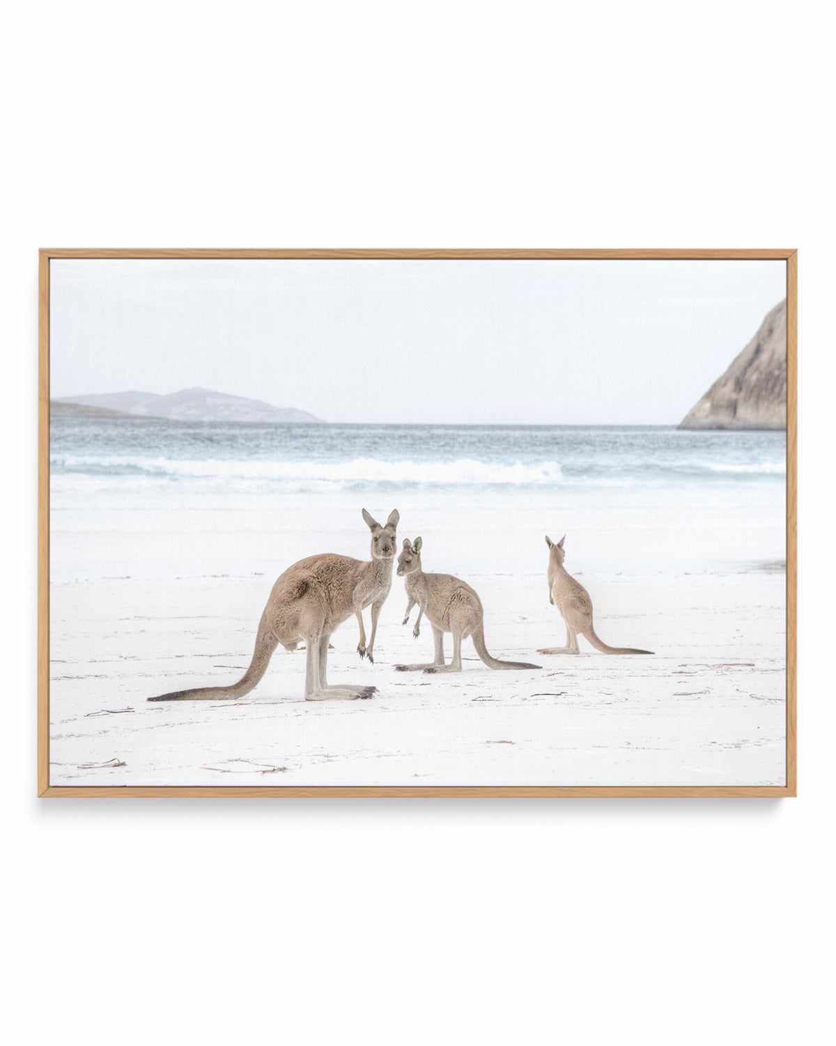 Coastal Beach Kangaroo II | Framed Canvas Art Print