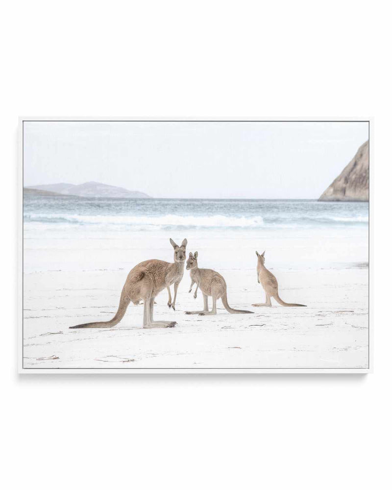 Coastal Beach Kangaroo II | Framed Canvas Art Print