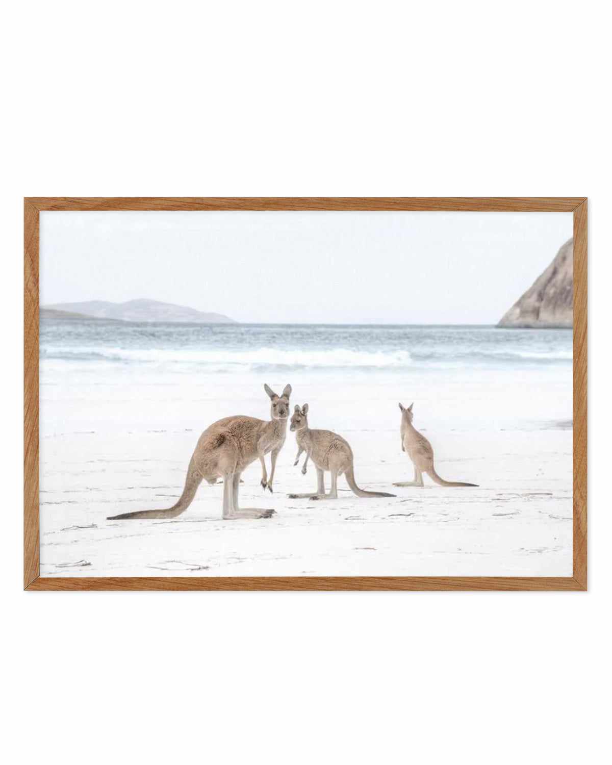 Coastal Beach Kangaroo II Art Print